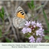 tomares callimachus vashlovani female 2